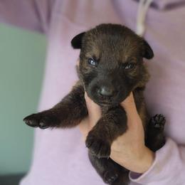 Plum - Sable female German Shepherd puppy in Harwood, Maryland from Reddington Shepherds