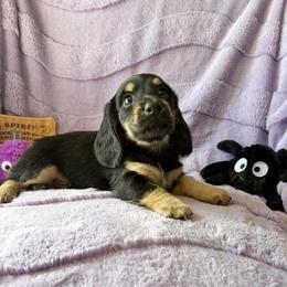 Midnight - Black and cream male Dachshund puppy in Temple, Texas from Brit’s Doxie Crossing