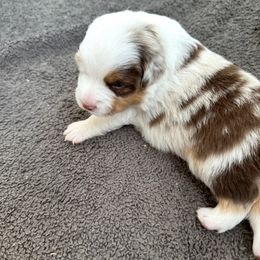 Flower - Red merle female Toy Australian Shepherd puppy in Norco, California from Joyfulpuppies
