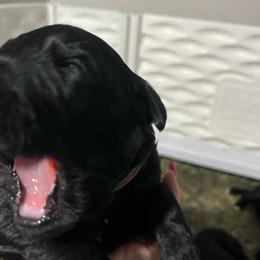 Odin -Brown collar - Pepper and salt male Giant Schnauzer puppy in Atoka, Oklahoma from Hannah's Haus & Farm
