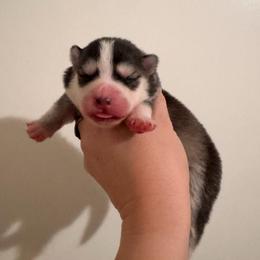 4 - Black and white female Pomsky puppy in La Verne, California from Red Cedar Pomskies