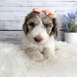 Lumi - Merle female Sheepadoodle puppy in Nixa, Missouri from Davis Family Doodles