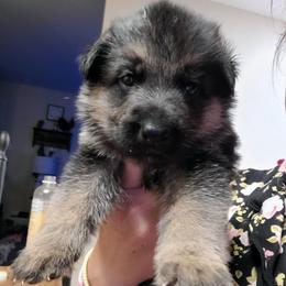 Yellow - Black and red male German Shepherd puppy in Coatesville, Pennsylvania from Jessica's German Shepherds