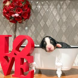 Max - Tri-color female Bernedoodle puppy in Kilgore, Texas from Furry Tail Doodles