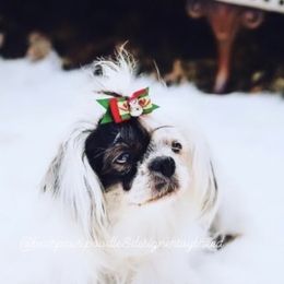 Dakota - Shihpoo