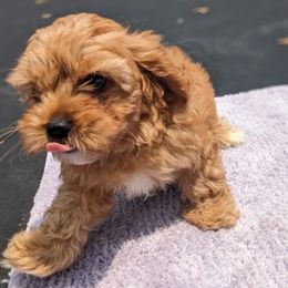 Plato - Apricot male Cavapoo puppy in Lincolnton, North Carolina from Home Sweet Home Puppies