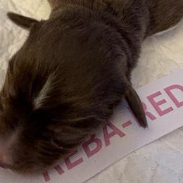 Miniature Australian Shepherds from MAS LUV