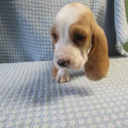 Lemon Drop - Red and white male Basset Hound puppy in Francesville, Indiana from Sandyhill Basset Hounds