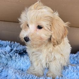 Royce - Cream male Maltipoo puppy in Lebanon, Kentucky from Mosaic Merle Doodles