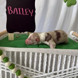 Bailey - Red merle female Australian Shepherd puppy in Weeki Wachee, Florida from Ace of Spades Australian Shepherds