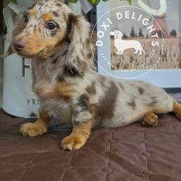 Sundae - Dachshund