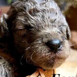 Poodles from Wild Grace Farm Pups