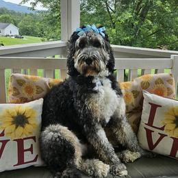 Winnie - Bernedoodle