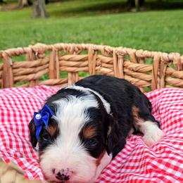 Coco - Tri-color female Bernedoodle puppy in Russell Springs, Kentucky from 270 Doodles