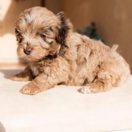 Aussiedoodle and Goldendoodle Puppies from Ever After Doodles Arizona