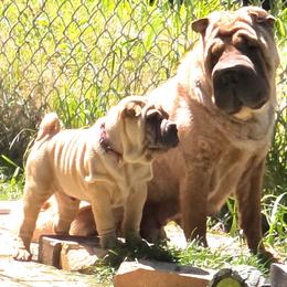Red Collar 'Rudy' - Fawn male Chinese Shar-Pei puppy in Oil City, Pennsylvania from Hannaggin Shar Pei