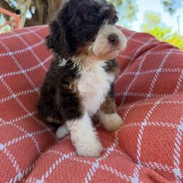 Spike - Chocolate merle male Bernedoodle puppy in Ogden, Utah from Stanger Farms