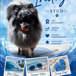 Indy - Pomeranian