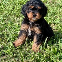Boy 1 - male Cavapoo puppy in Macomb, Missouri from Hunter's Puppies