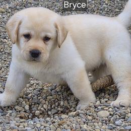 Bryce Royal Blue collar - Yellow male Labrador Retriever puppy in Greenwich, Ohio from Pure Gem Kennel