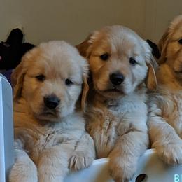 Golden Retriever Puppies from SunKissed Golden Retrievers