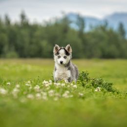 Pomsky Puppies from Pioneer Peak Pomskies