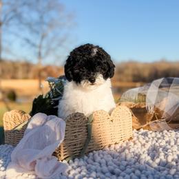 Pooh Bear - Parti male Poodle puppy in Chapel Hill, North Carolina from Cyndi’s Poodles