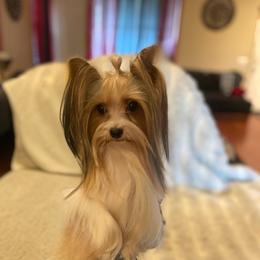 Yorkshire Terrier All Grown Up from Akc Quality Yorkies