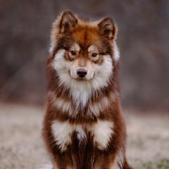 Maverick - Finnish Lapphund