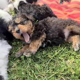 Meadow - Phantom female Bernedoodle puppy in Warrensburg, Missouri from Dreamer Ridge Puppies