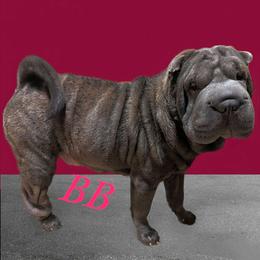 BB - Chinese Shar-Pei