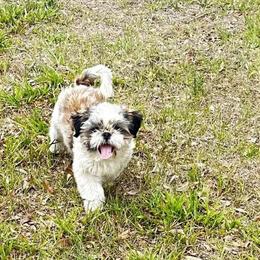 Oliver - Shih Tzu