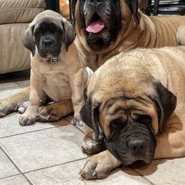 Mastiff Puppies from Mountain Meadow Ranch