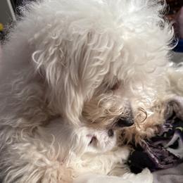 Finn - Coton de Tulear