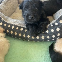 Orange collar. - Black male Scottish Terrier puppy in Brule, Nebraska from Scottyland Yard