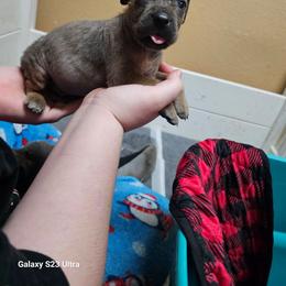 Boy 4 - Gray male Cane Corso puppy in Dunnellon, Florida from Touch of Spice Kennels