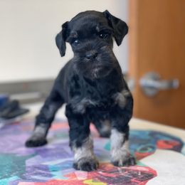 Black silver - Black and silver female Miniature Schnauzer puppy in Ferndale, Washington from Blackhorse Schnauzers Washington state