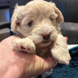 Boy 1 - Cream male Assorted Doodle Crosses puppy in Redford, Michigan from C.C.’s MorkiePoos