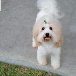 Pebbles - Australian Labradoodle