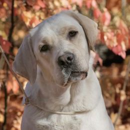 Misty  - Labrador Retriever