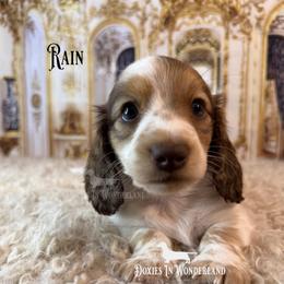 Rain - Cream male Dachshund puppy in Rainier, Oregon from Doxies in Wonderland
