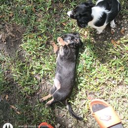 Dachshund Puppies from Miami piebald Dapple Dachshunds