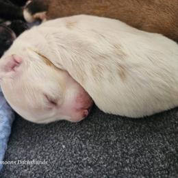 Girl 2 Coming soon - Piebald female Dachshund puppy in Lebanon, Oregon from Willow Moons Dachshunds