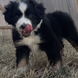 Miniature Australian Shepherd Puppies from Integrity Aussies