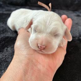 Mario - Buff male Cockapoo puppy in Adrian, Oregon from ApplebyFarm