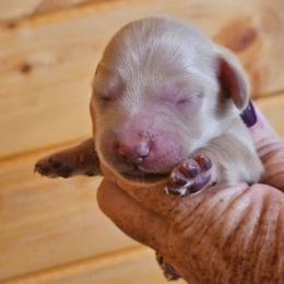 Male 1 - Cream male Dachshund puppy in Trade, Tennessee from TN Miniature Dachshunds & Basset Hounds
