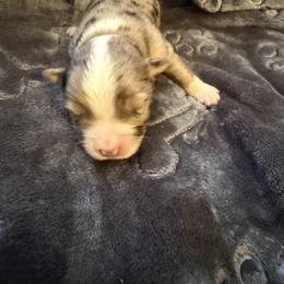 Dundee - Blue merle male Miniature Australian Shepherd puppy in Deming, New Mexico from Rave'n Aussies of New Mexico