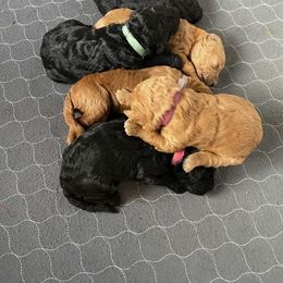 Poodle Puppies from FurEver Poodles