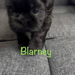 Blarney - Black male Shih Tzu puppy in Vernon, New Jersey from Calta’s Cute Shih Tzu