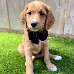 Goldendoodle Puppies from Seaside Doodle Co.